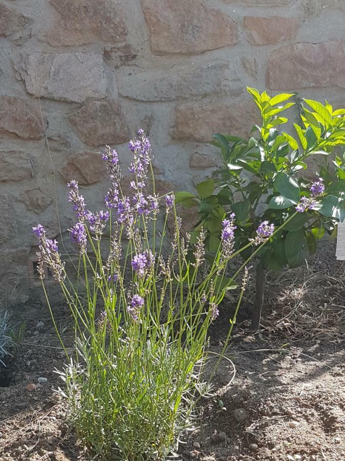 فيلا La Petite Bergerie روكبرون-سور-أرجينس المظهر الخارجي الصورة